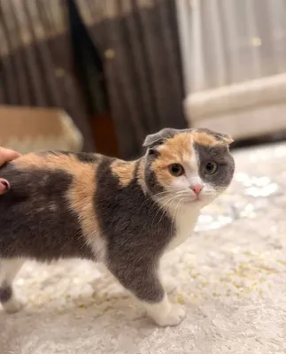 Shotlandiya bukik quloqli mushugi (Scottish Fold) 1