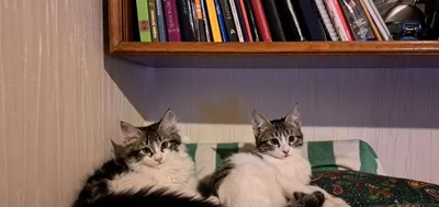 Котята отдаются в добрые руки 1