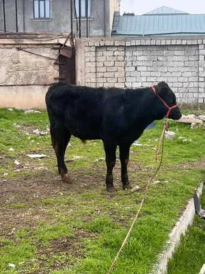 Zoti Angus 8.9 oyli atrofida sog'lom yeb ichishi yaxshii 1