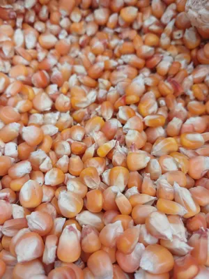 Продаются семена местной кукурузы «Жайдары» 1