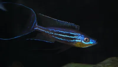 Benthochromis hori kigoma f0 1