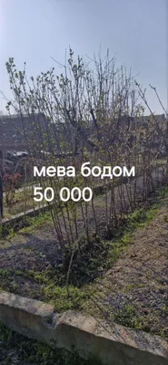 Дерево мева Бодом( миндаль)