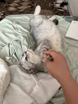 Ишем невестку для кота