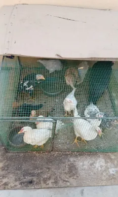 Продаются здоровые домашние цыплята, привитые, 11 штук 1
