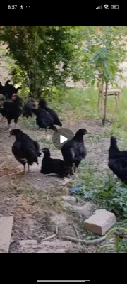 Gigant toza qora shagzoda