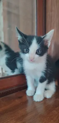 Mushuklar beriladi 1