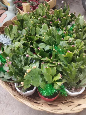 Dekabrist shlumbergera 1