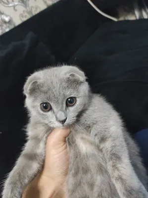 Scottish fold juda faol 1