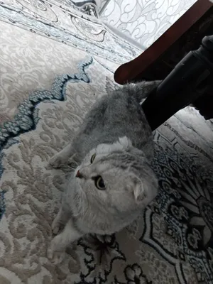 Shotlandcha Scottish Fold 1