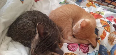 Котята домашние бесплатно 1