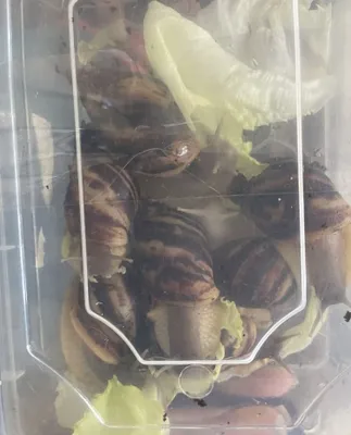 Achatina shilliqqurtlari sotiladi