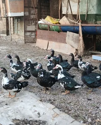 Indautkala soni 20 ta 1