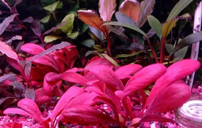 Qizil samolus (Samolus parviflorus 'Red'). Akvarium o‘simligi. 1