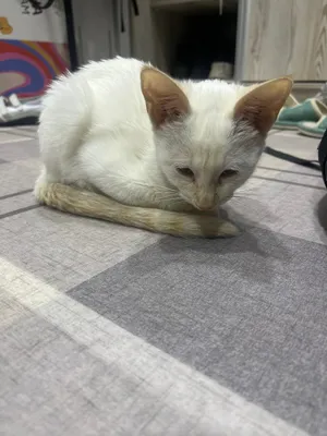 Отдаю котёнка в хорошии руки 1