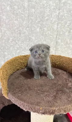 Продаётся котёнок 1