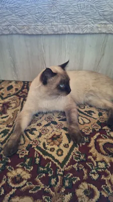 siyamskiy mushuk 1