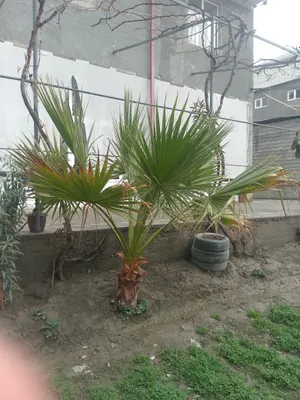 katta gul nomini bilmayman 1