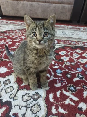 Kichkina mushuk Kichkina mushuk