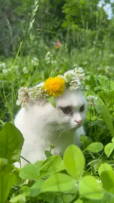 Кошка шотландская вислоухая, мальчик 1