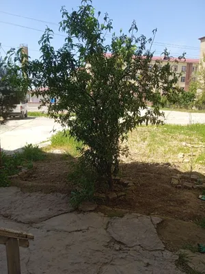Дом продаётся в Гулбахоре 1