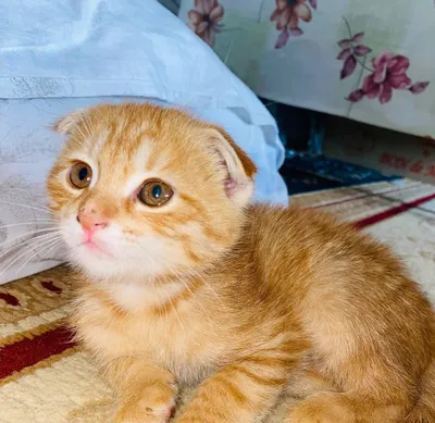 Шотландский фолд, 2 месяца. Пол: самец. Отец — чистокровный шотландец, мать — шиншилла 1