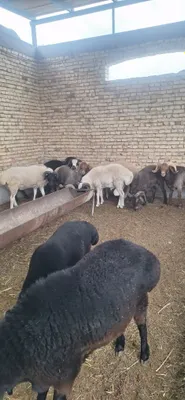 Qurbolikka qochqorlar 1