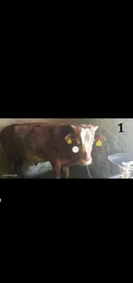 Продаётся здоровый крупный рогатый скот 1