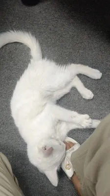 Sks sks sks sks porno video