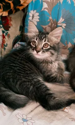 Маленькие мурчалки ищут дом 1