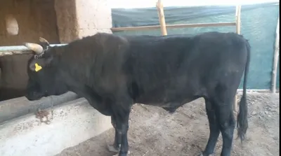 Uyda boqilgan, baquvvat va semiz qora xo'kiz sotiladi 1