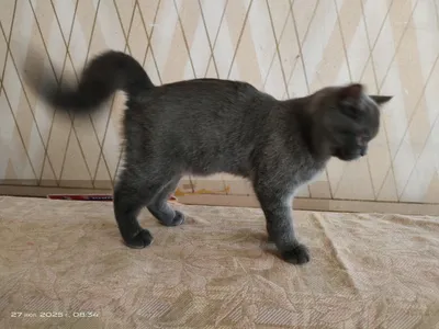 Aletta Ocean porno tomosha Viktoriya Lukina jinsiy aloqa