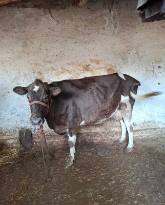 Sigir sotiladi 10 sut beradi 1