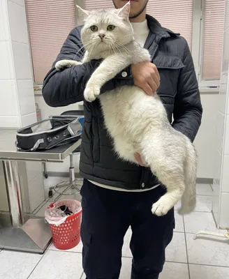 ВЯЗКА Британский кот Серебристая Шиншилла кот 1