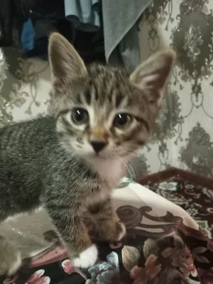 Есть котята, растут у нас дома. Очень игривые, умные, 2-месячные