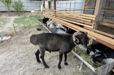 Кучкор шишак зурриии 1