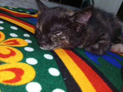 Котик двухмесячный девочка 1