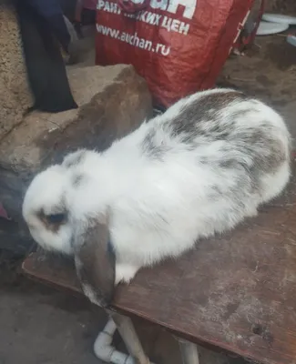 Кролик французский баран 1