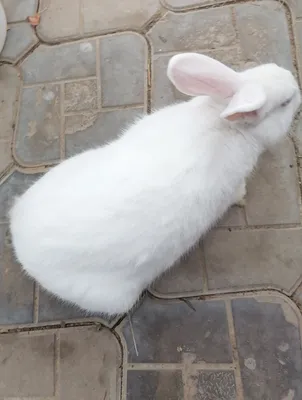 2 ta sames (erkak) quyonlar sotiladi 1