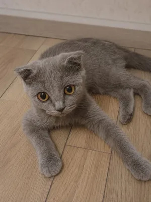 Scottish Fold, urg‘ochi mushukcha