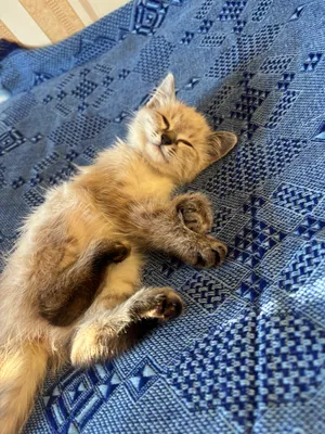 Сиамский котёнок, девочка, 2 месяца 1
