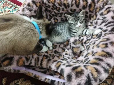 Продаются котята 1