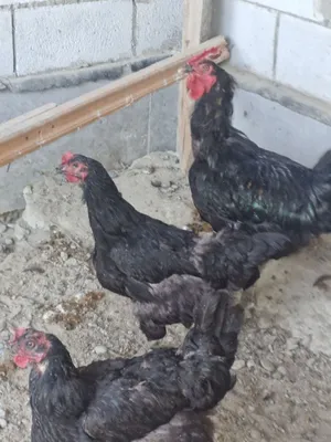 Tovuq va xoʻrozlar sotiladi Donasi 300.000sum 1