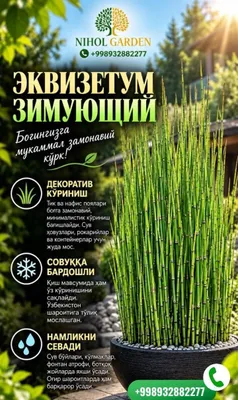 Эквизетум зимующий 1