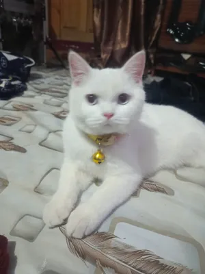 MUSHIK SOTILADI ZOTOR QONI TOZA AQILI ERKAK NARXI 1