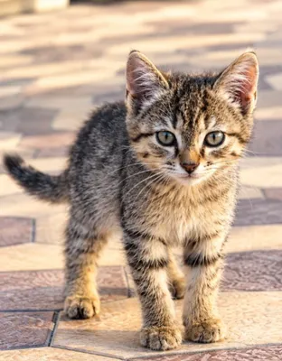Котёнок бесплатно