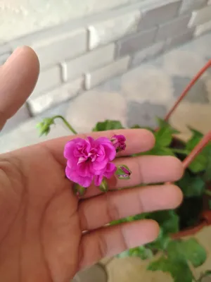 Комнатные цветы, растения, цветы, саженцы 1