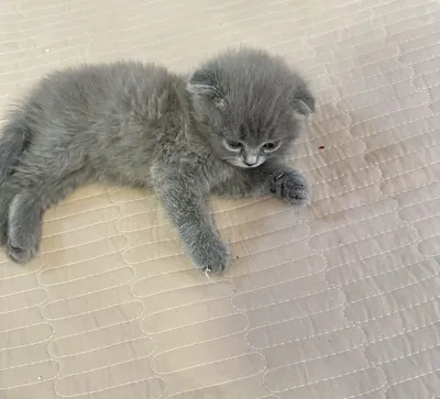 Продаётся котёнок, 1,5 месяца 1