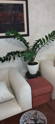 katta zamiokulkas uy guli 1