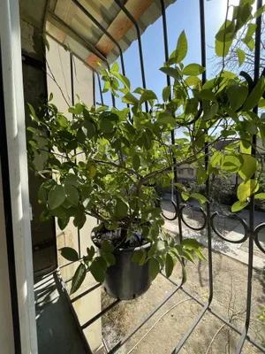Limon daraxti sotiladi 1