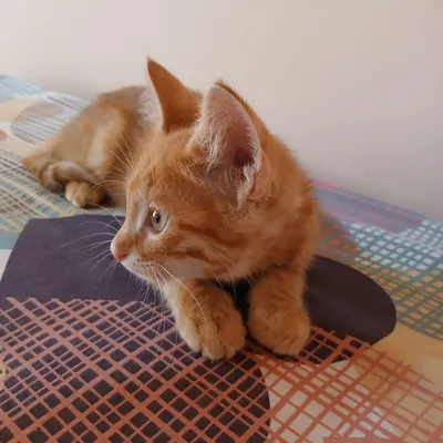 Hadiyaga uy mushugi toza aqilli 2oylik 3